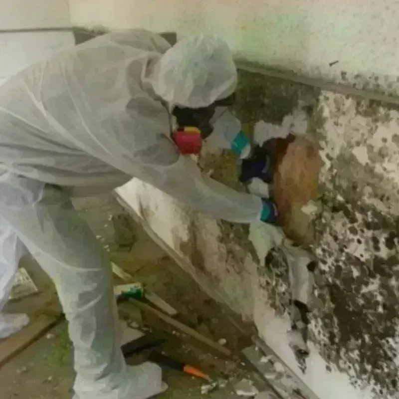 Mold Remediation and Removal in Grant County, IN